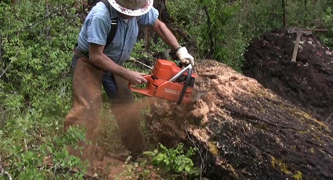 Loggers use chisel bit chainsaws to cut trees