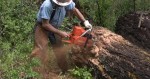 Loggers use chisel bit chainsaws to cut trees